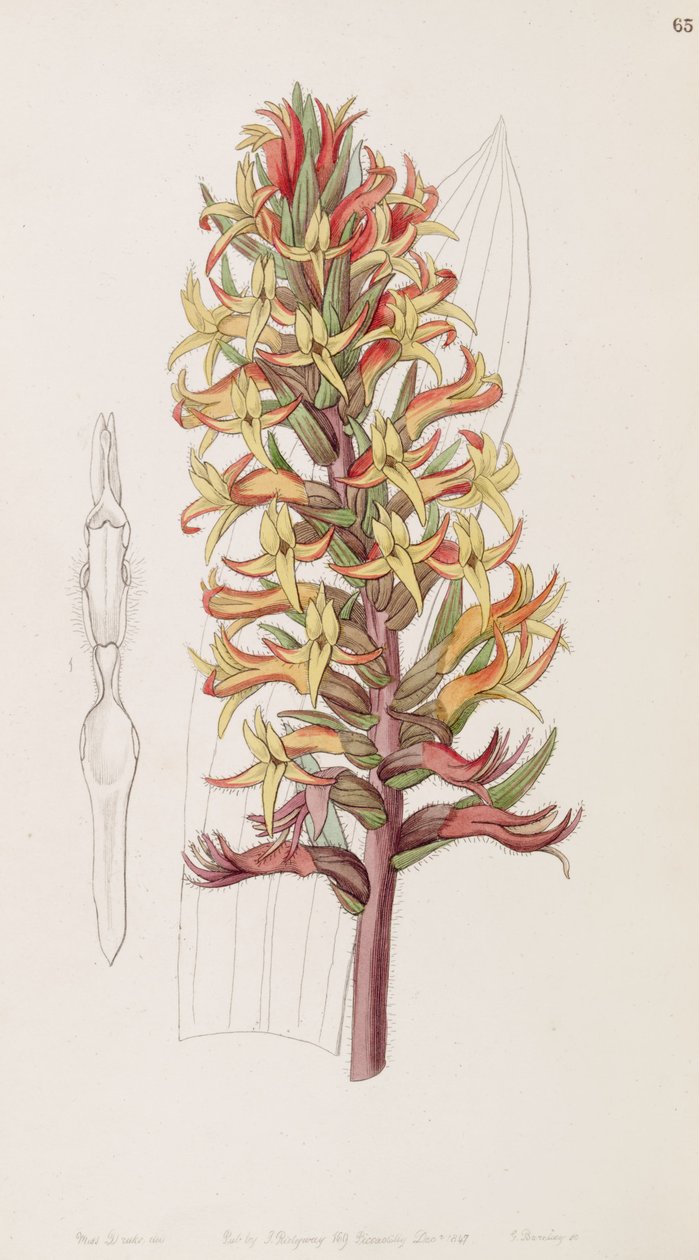 Dichromanthus cinnabarinus（同义词Stenorrhynchos cinnabarinum，由Lindley拼写为Stenorhynchus cinnabarinus）） 作者 德雷克小姐