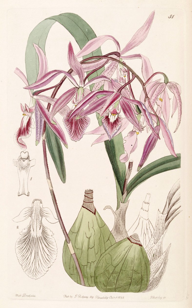 Encyclia adenocaula（as syn.Endidendrum verrucosum） 作者 德雷克小姐
