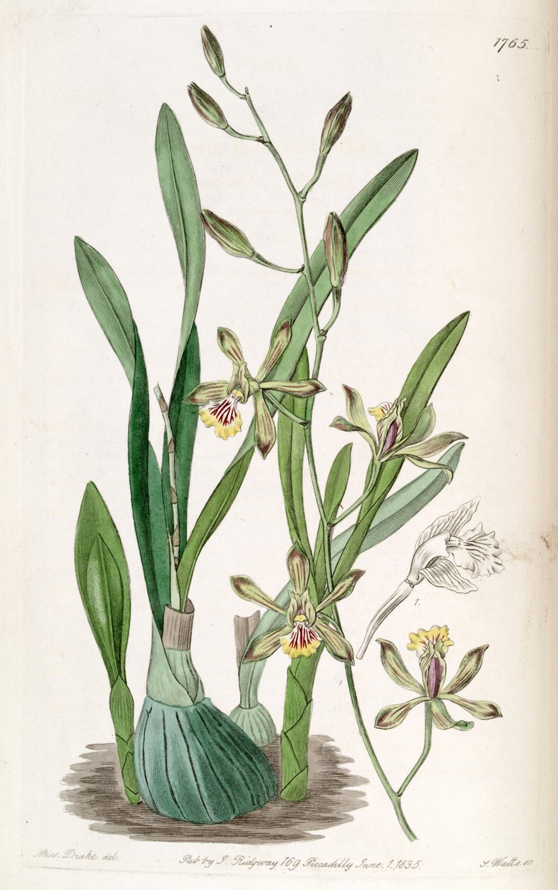 Encyclia gracilis（as syn.Endidendrum gracile） 作者 德雷克小姐