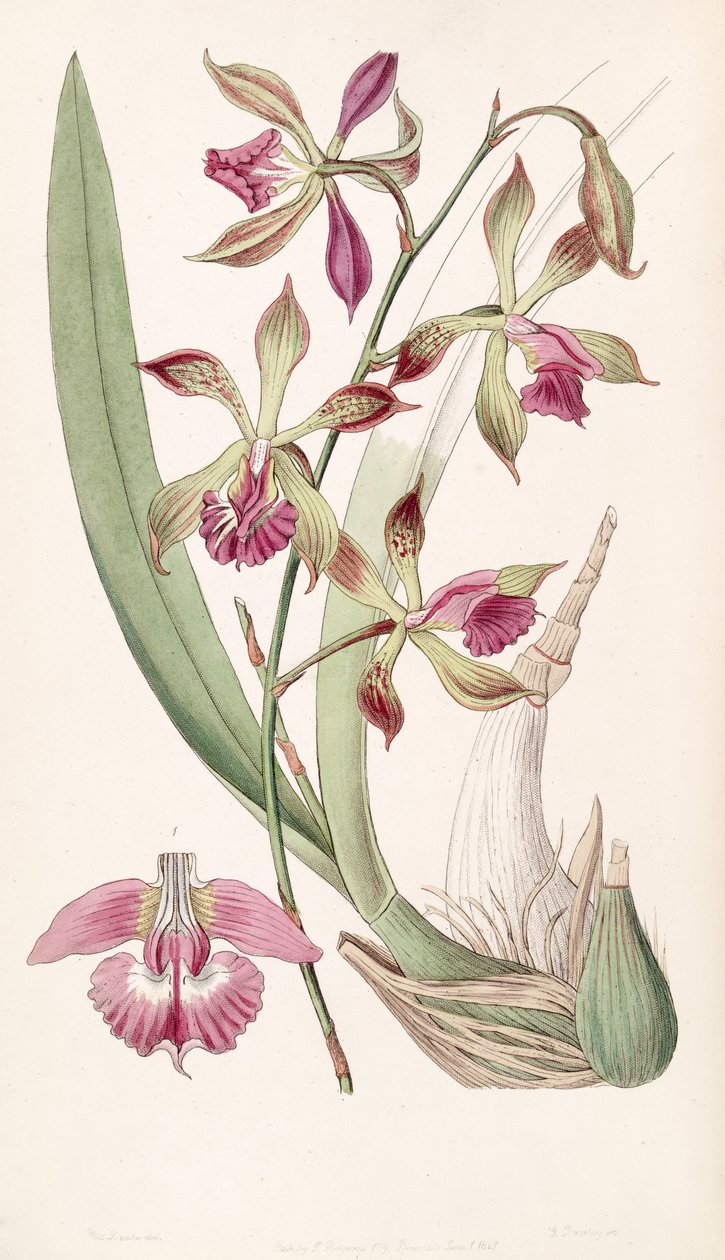 Encyclia plicata（as syn.Epidendrum plicatum） 作者 德雷克小姐