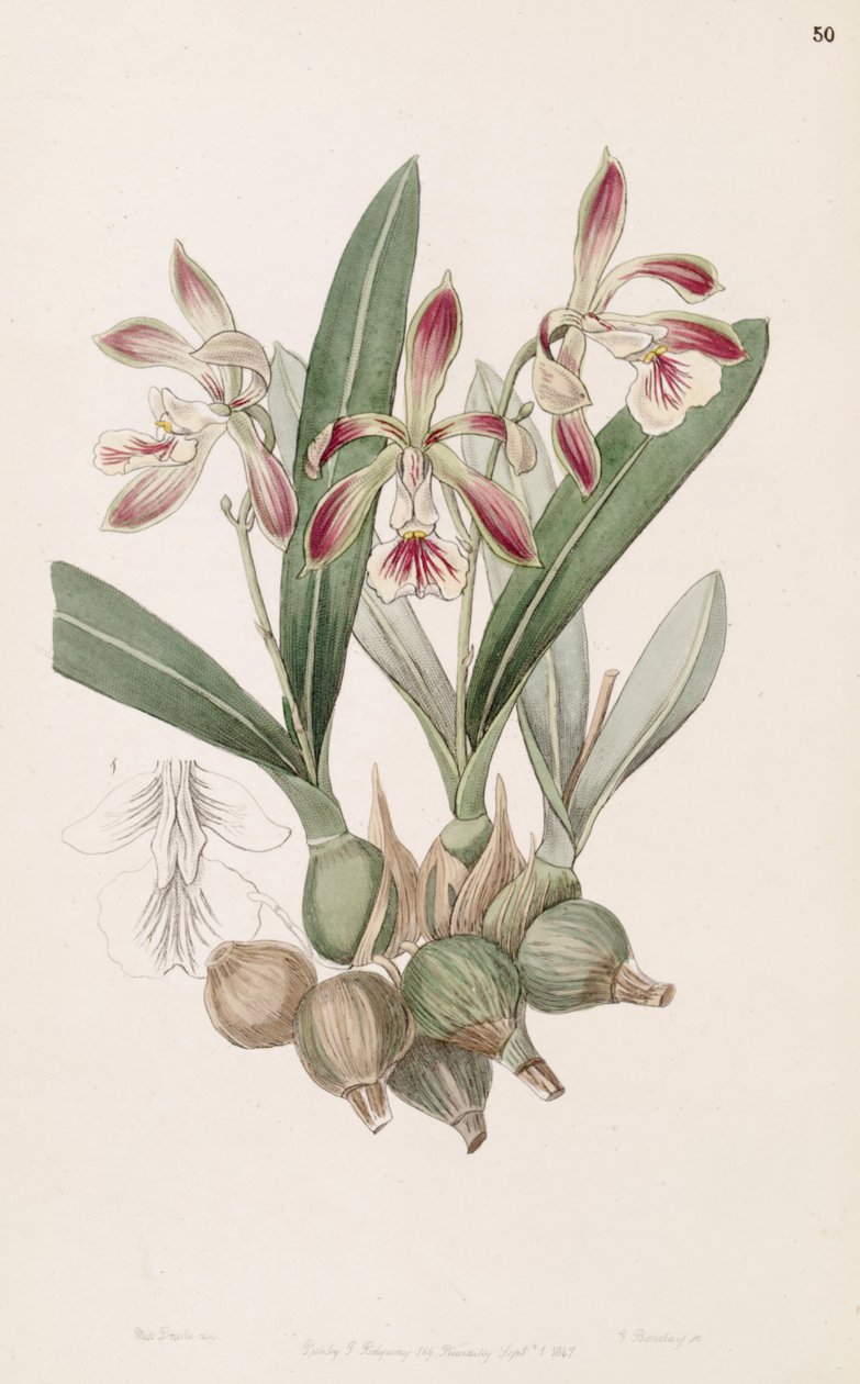Encyclia pyriformis（as.Epidendrum pyriforme） 作者 德雷克小姐