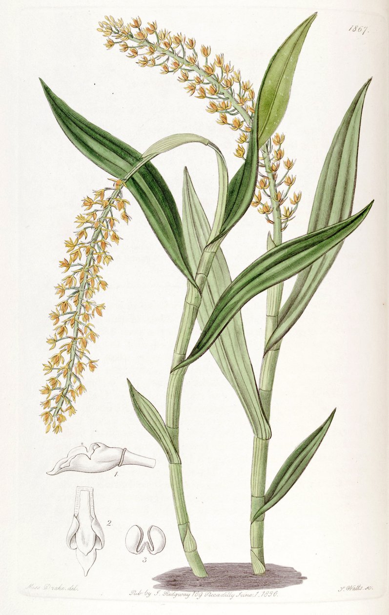 Epidendrum armeniacum 作者 德雷克小姐
