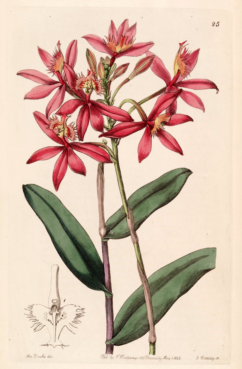 Epidendrum cinnabarinum 作者 德雷克小姐