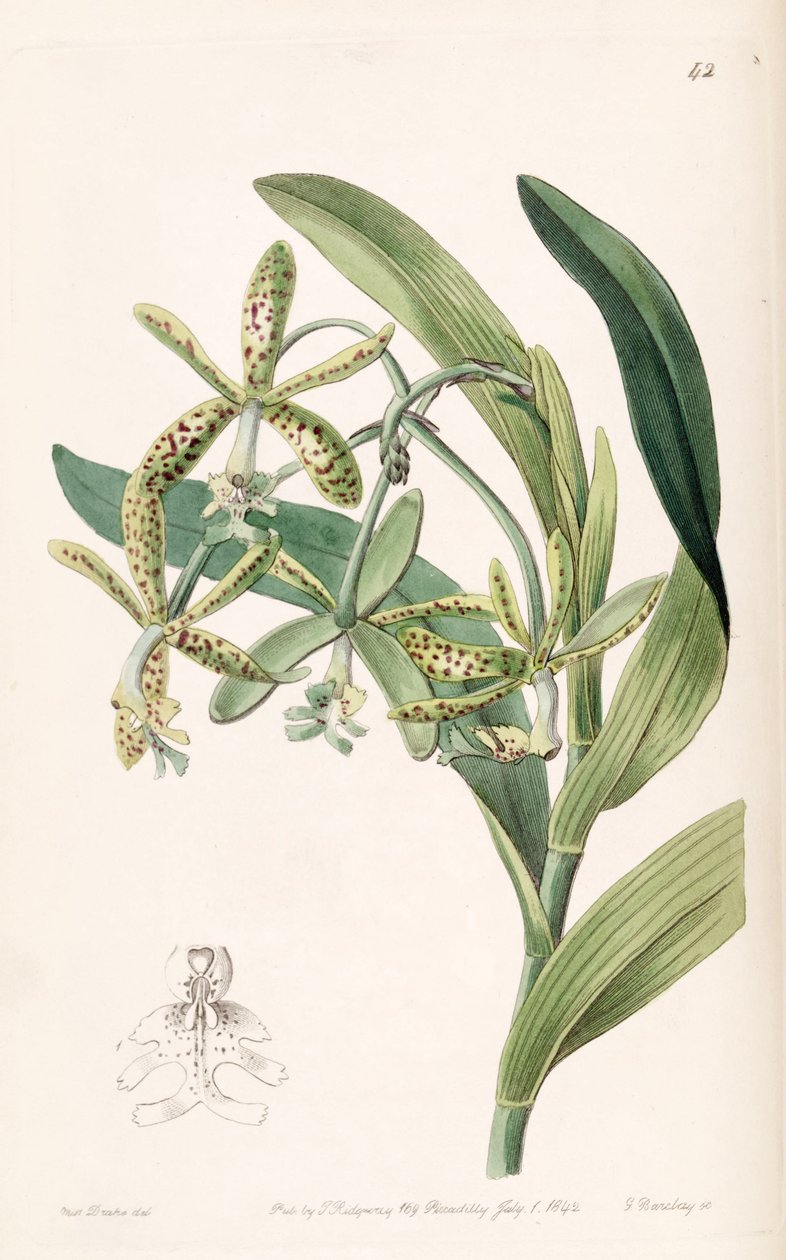 Epidendrum cristatum（作为syn.Endidendrum raniferum） 作者 德雷克小姐