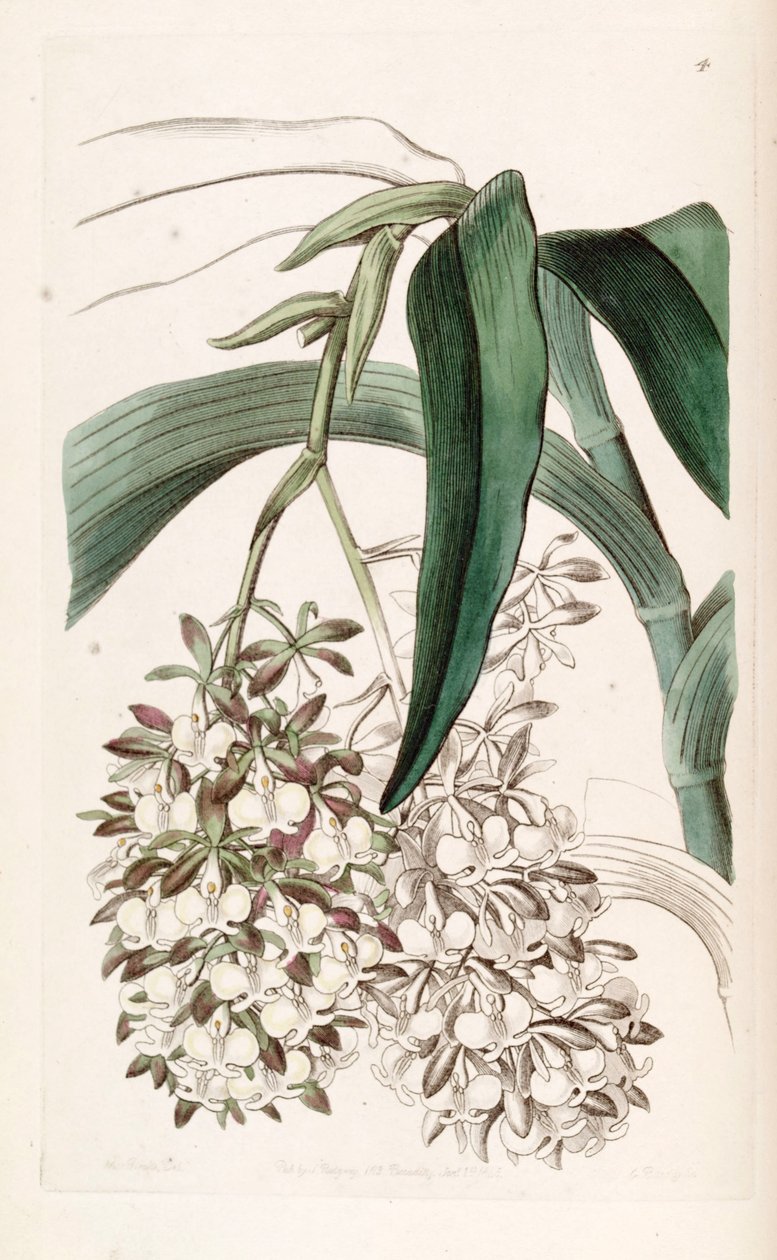 Epidendrum dipus 作者 德雷克小姐