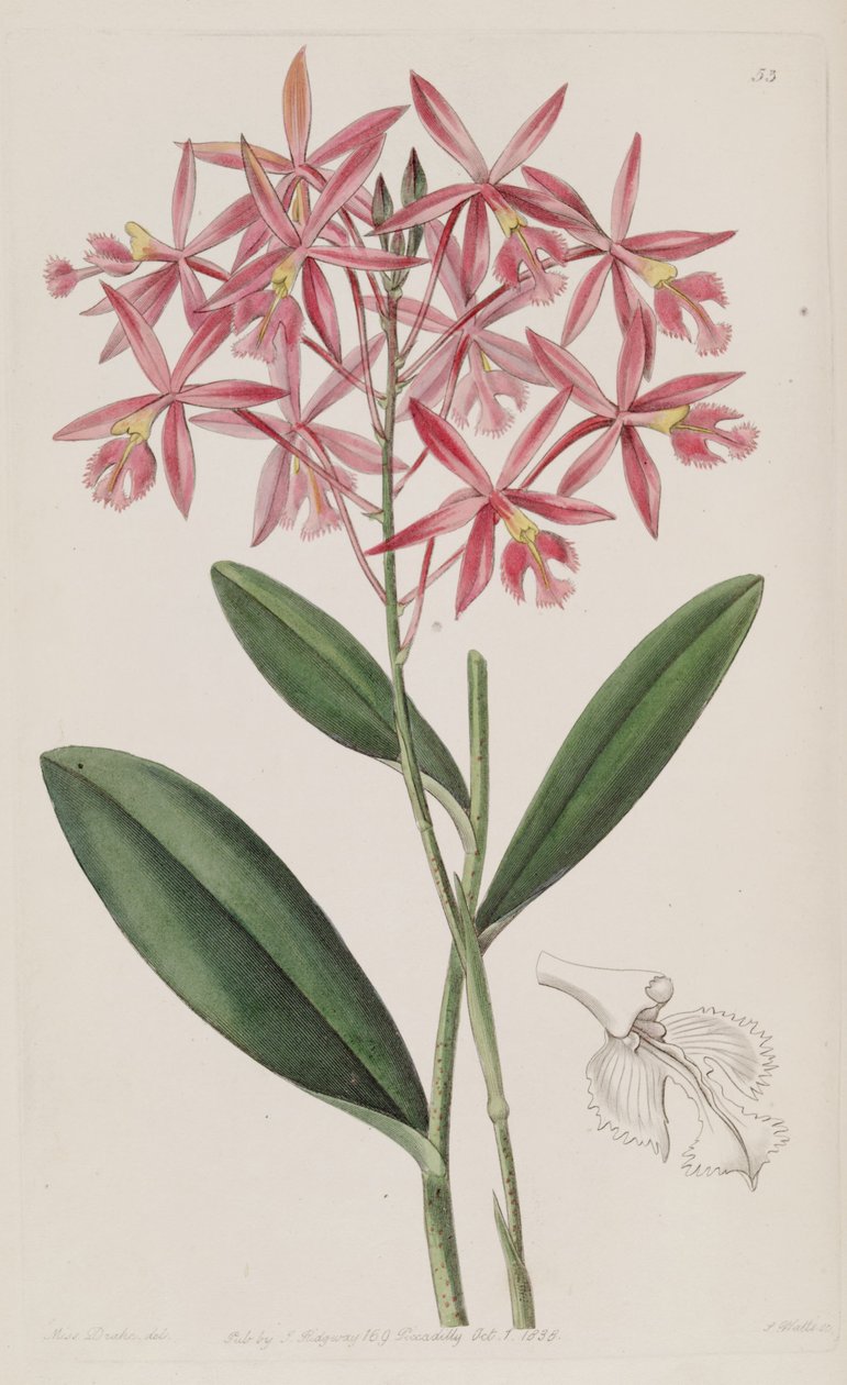 大花蓟（Epidendrum macrocarpum）（同义词Epidendrum schomburgkii） 作者 德雷克小姐