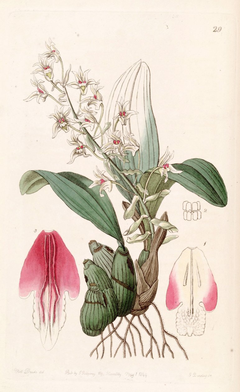 Eria bractescens 作者 德雷克小姐