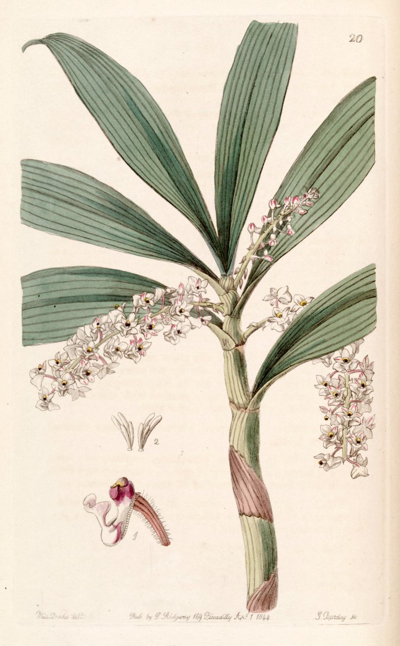 Eria floribunda 作者 德雷克小姐