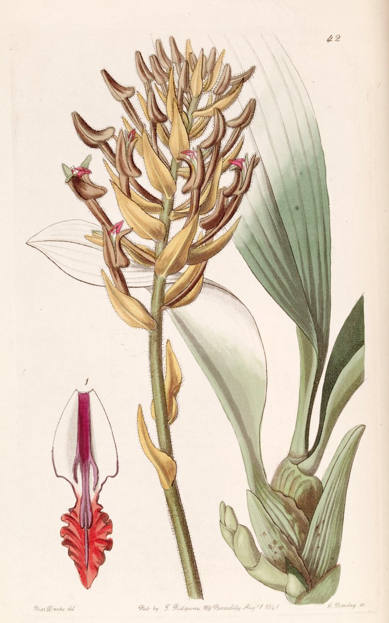 Eria ornata（作为同义词Eria armeniaca） 作者 德雷克小姐