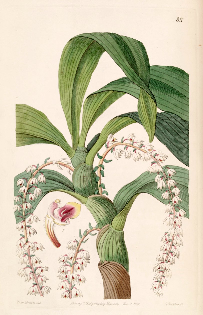 Eria polyura 作者 德雷克小姐