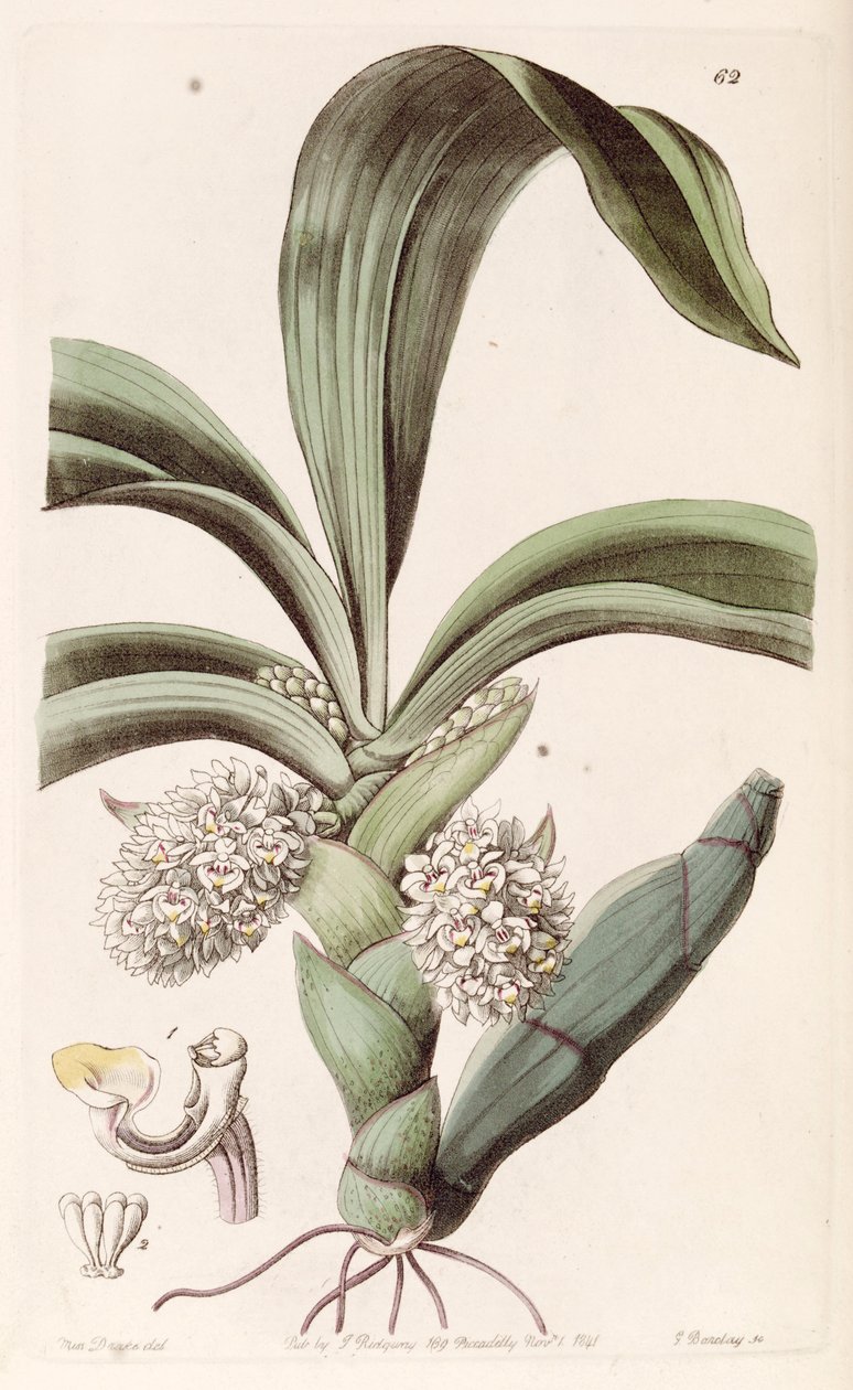 Eria spicata（作为同义词Eria convallarioides） 作者 德雷克小姐