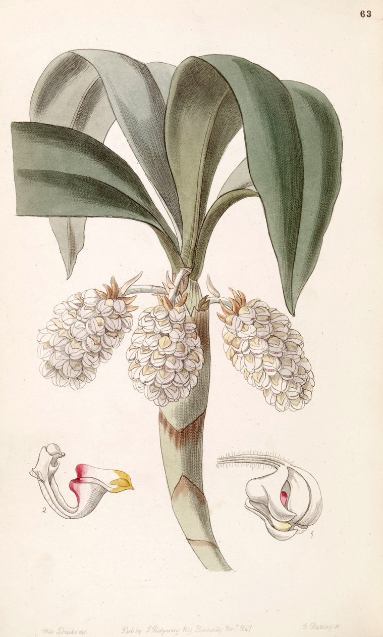 Eria spicata（作为同义词Eria convallarioides） 作者 德雷克小姐