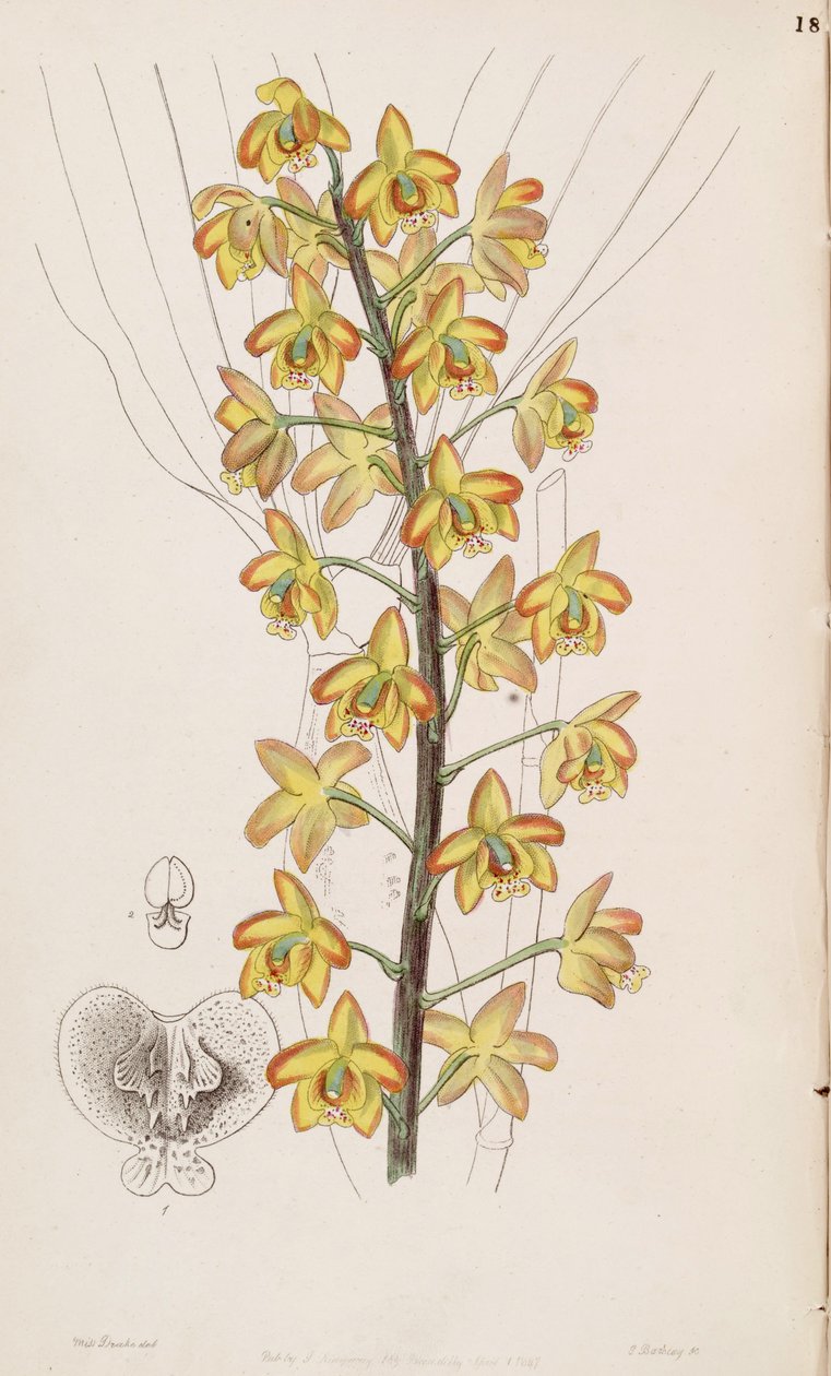 Eriopsis biloba 作者 德雷克小姐