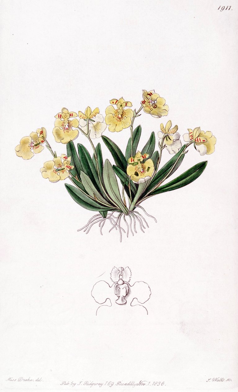 金星梳稗（顺式。Oncidioides iridifolium） 作者 德雷克小姐