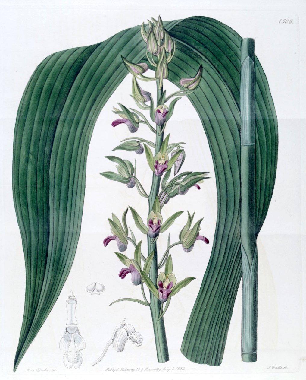 Eulophia alta（as.Cyrtopodium woodfordii） 作者 德雷克小姐