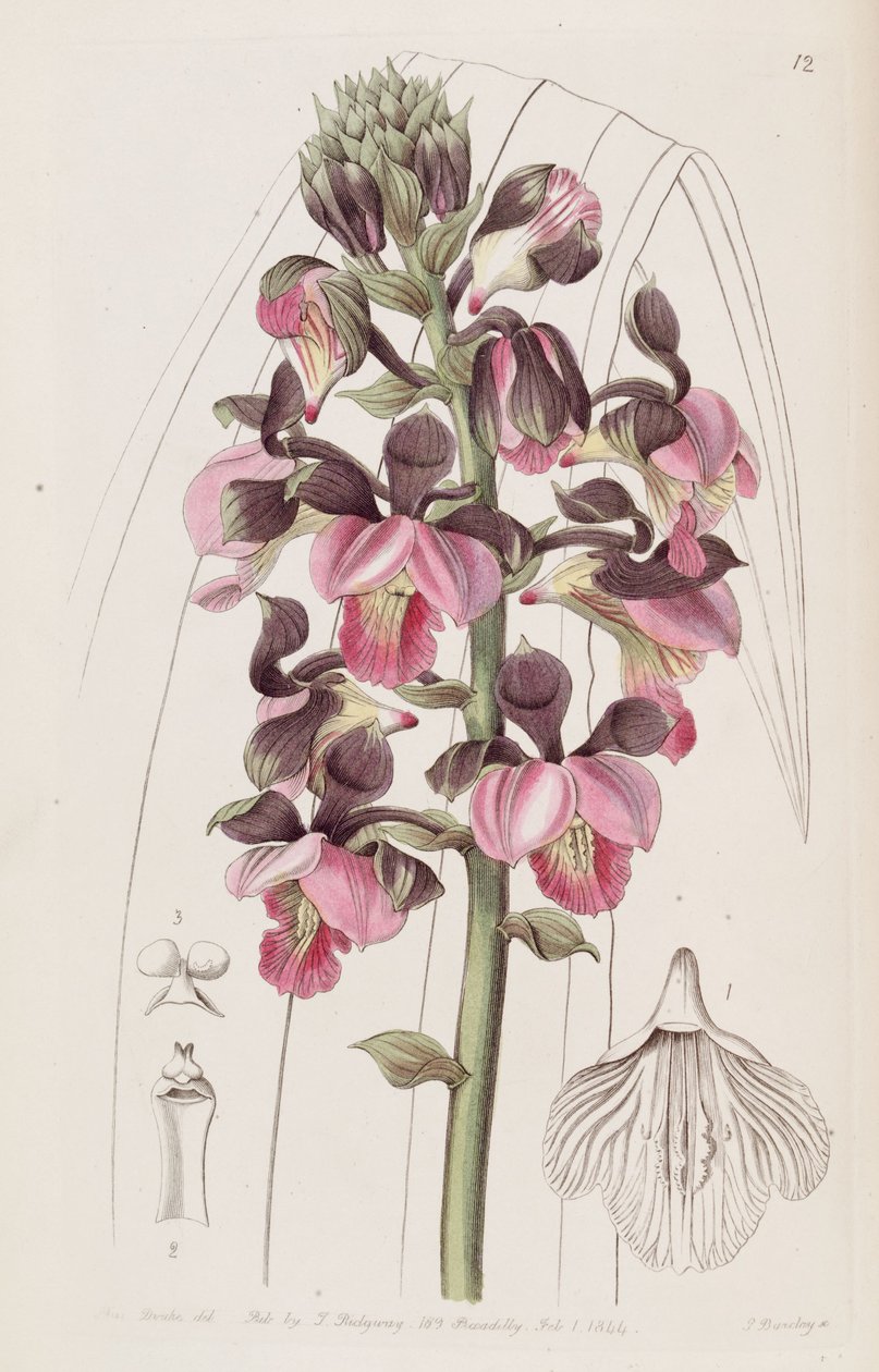Eulophia rosea（同义词Lissochilus roseus） 作者 德雷克小姐