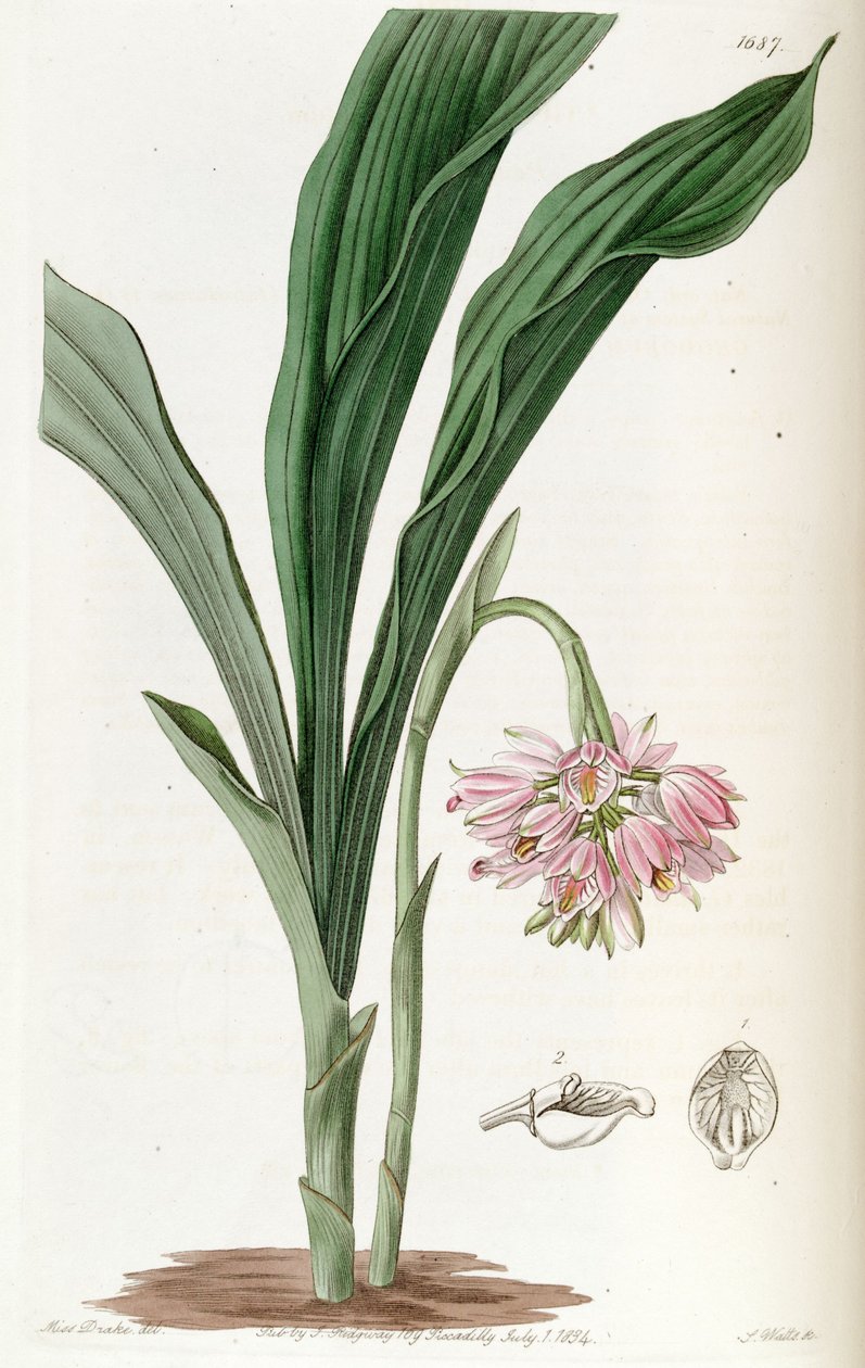 Geodorum densiflorum（as。Geodorum fucatum） 作者 德雷克小姐