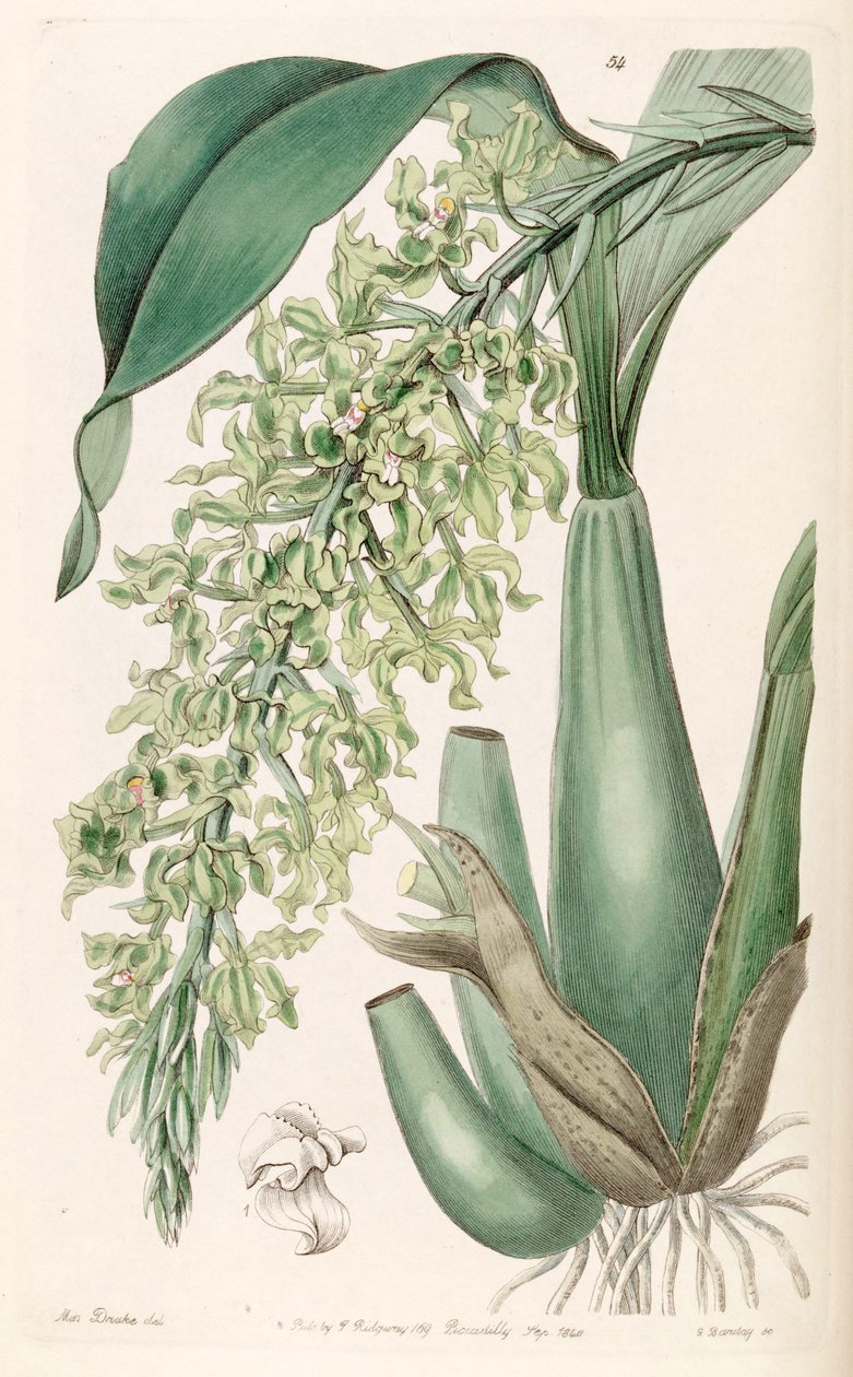 Gomesa crispa（作为syn.Rodriguezia crispa） 作者 德雷克小姐