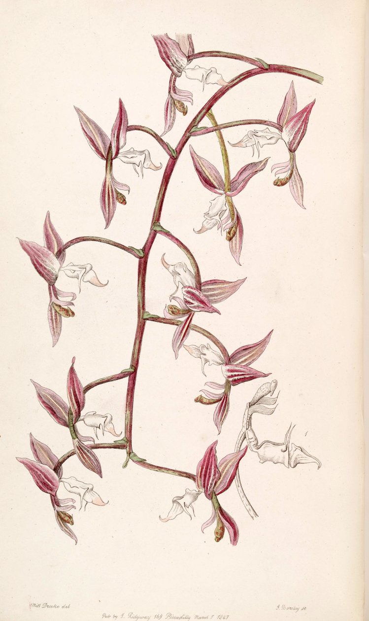 Gongora aromatica（作为其Gongora bufonia var.Leucochila） 作者 德雷克小姐