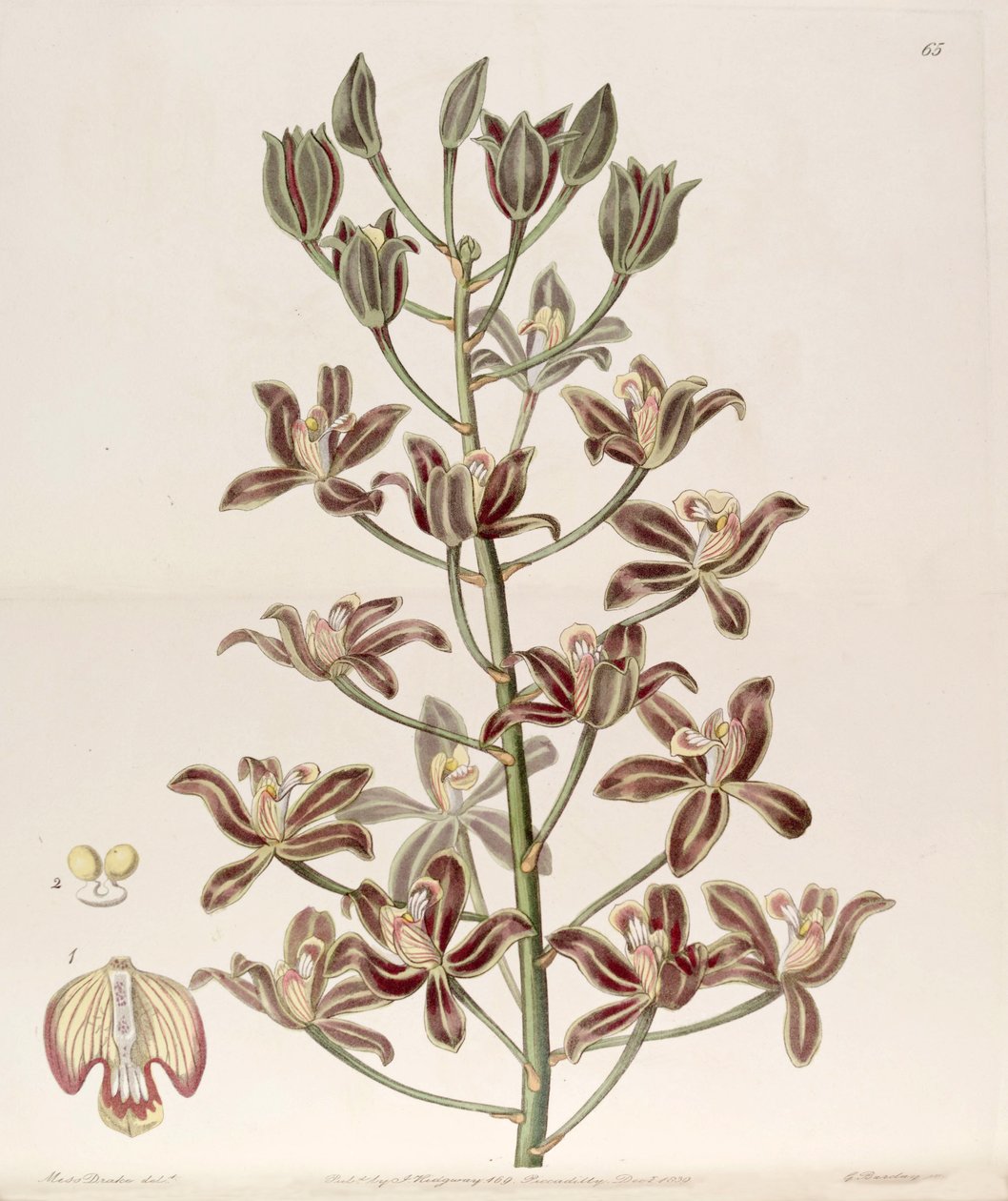 Grammatophyllum multiflorum 作者 德雷克小姐