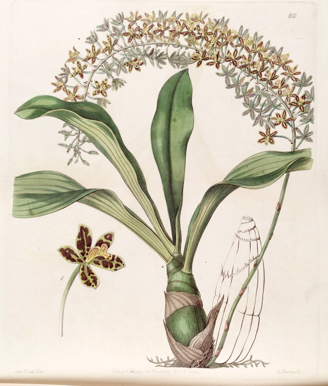 Grammatophyllum写SSP。写（SYN。Grammatophyllum何首乌变种螈） 作者 德雷克小姐