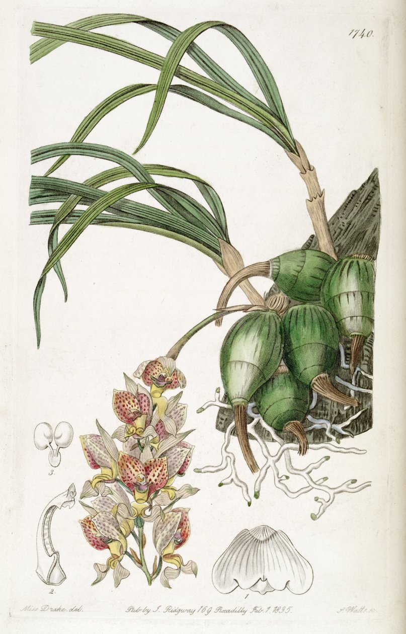 Grobya amherstiae 作者 德雷克小姐