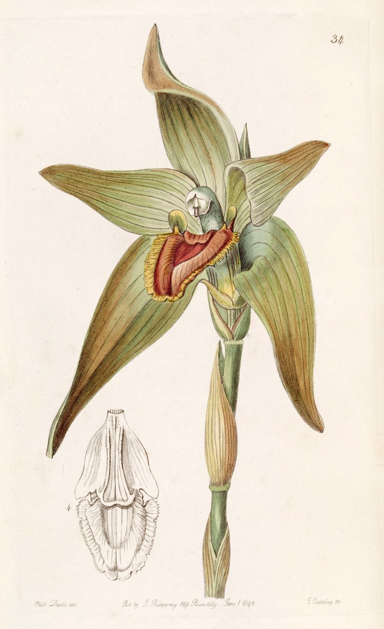 Ida gigantea或Sudamerlycaste gigantea（作为syn.Lycaste gigantea） 作者 德雷克小姐
