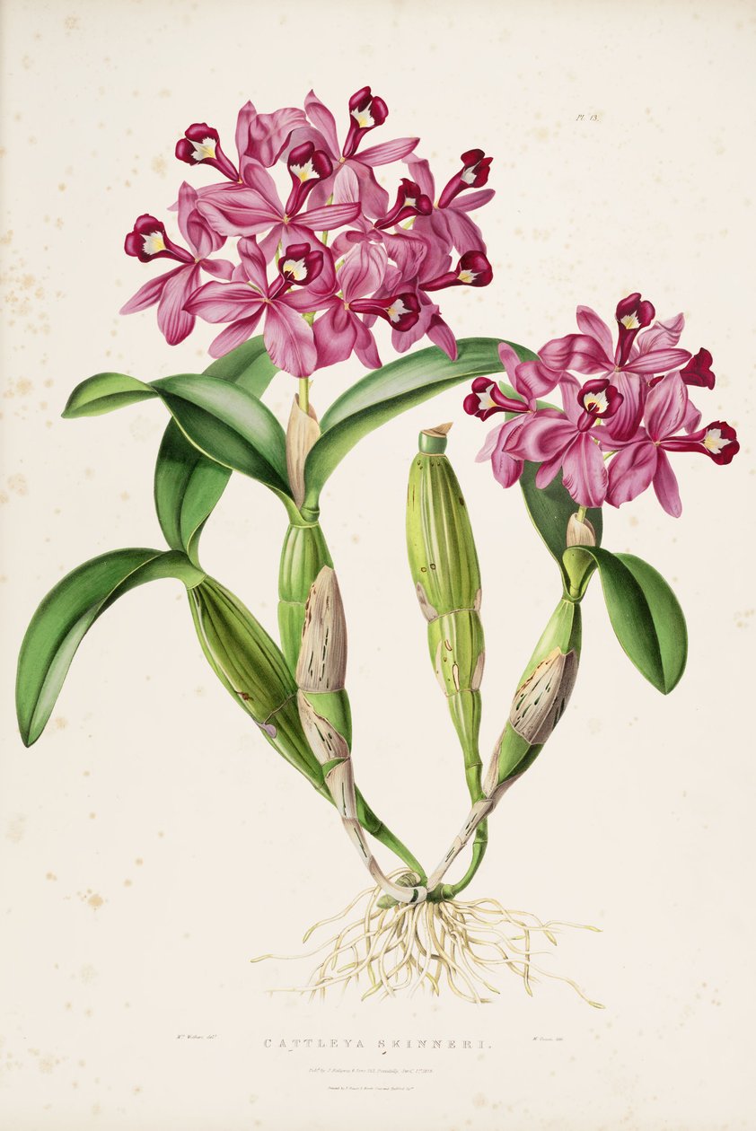 Cattleya skinneri（或Guarianthe skinneri）的插图 作者 德雷克小姐