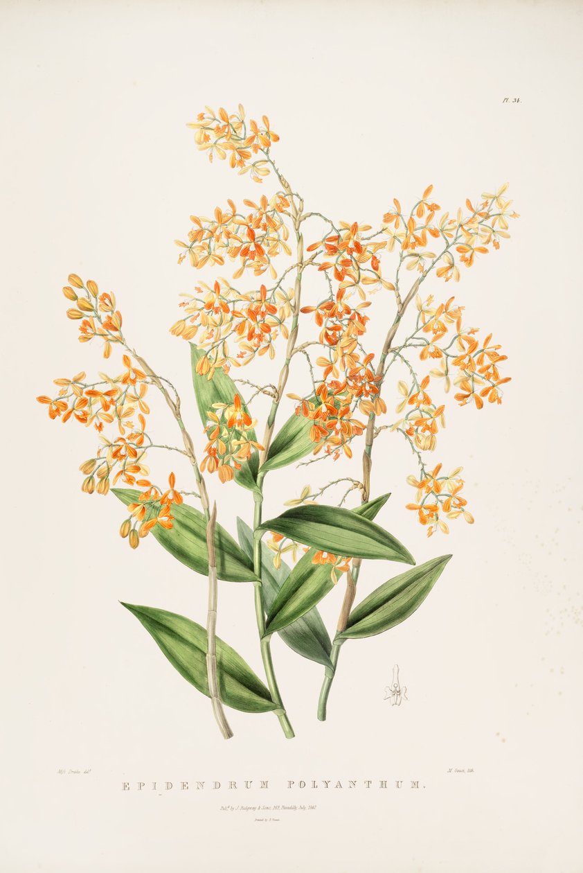 Epidendrum polyanthum的例证 作者 德雷克小姐