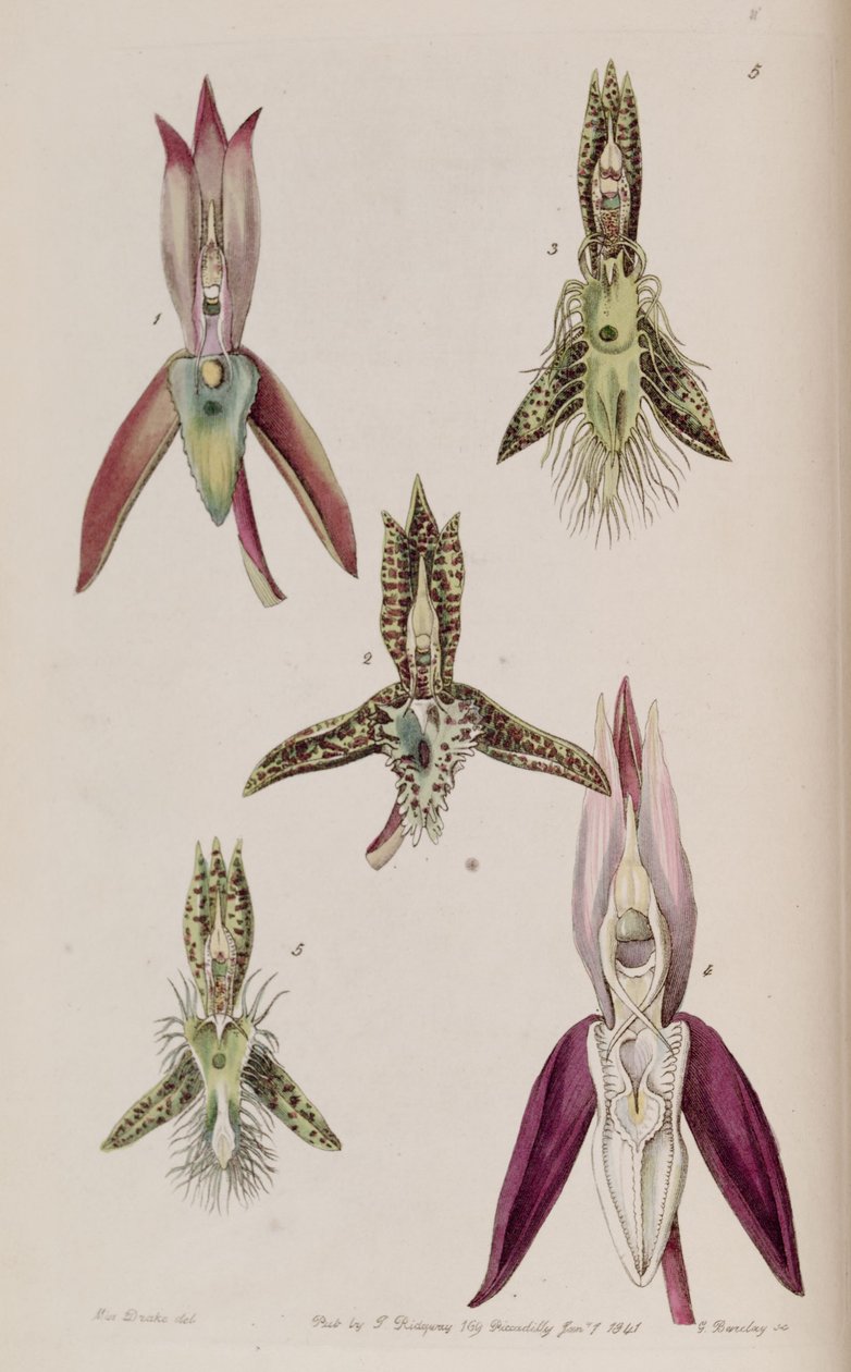 我插图Catasetum胝体和2。 Catasetum精梳（同义词Catasetum角）3。 Catasetum胡子4。 Catasetum laminatum五catasetum lanciferum 作者 德雷克小姐