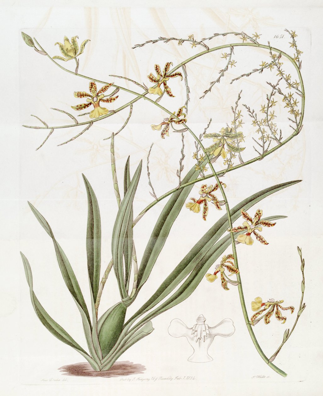 Oncidioides插图非常高（黄灯笼。）SW的。 （本图是不是oncidioides Baueri，看到消歧页oncidioides高）） 作者 德雷克小姐
