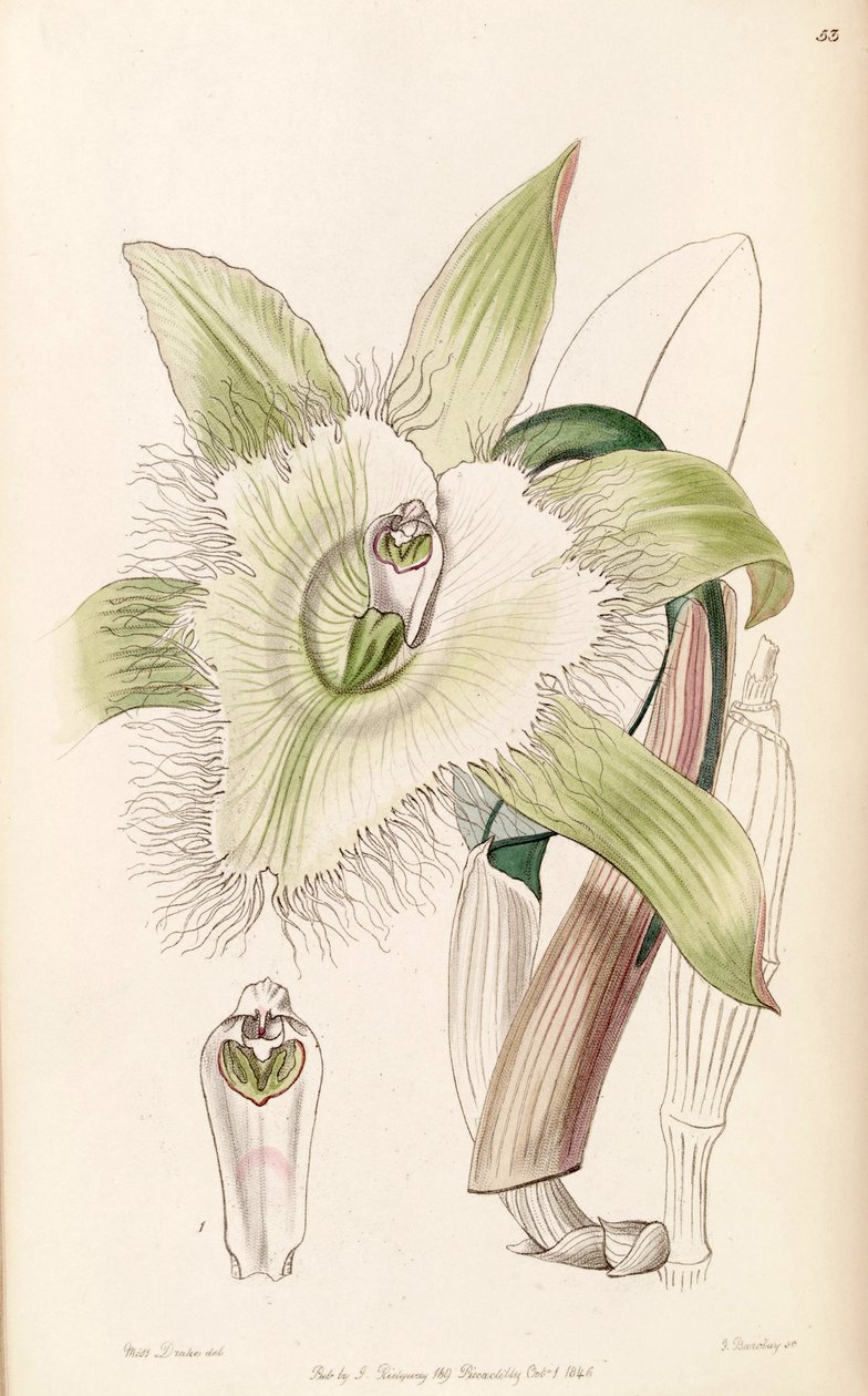 Rhyncholaelia digbyana或Brassavola digbyana的例证 作者 德雷克小姐
