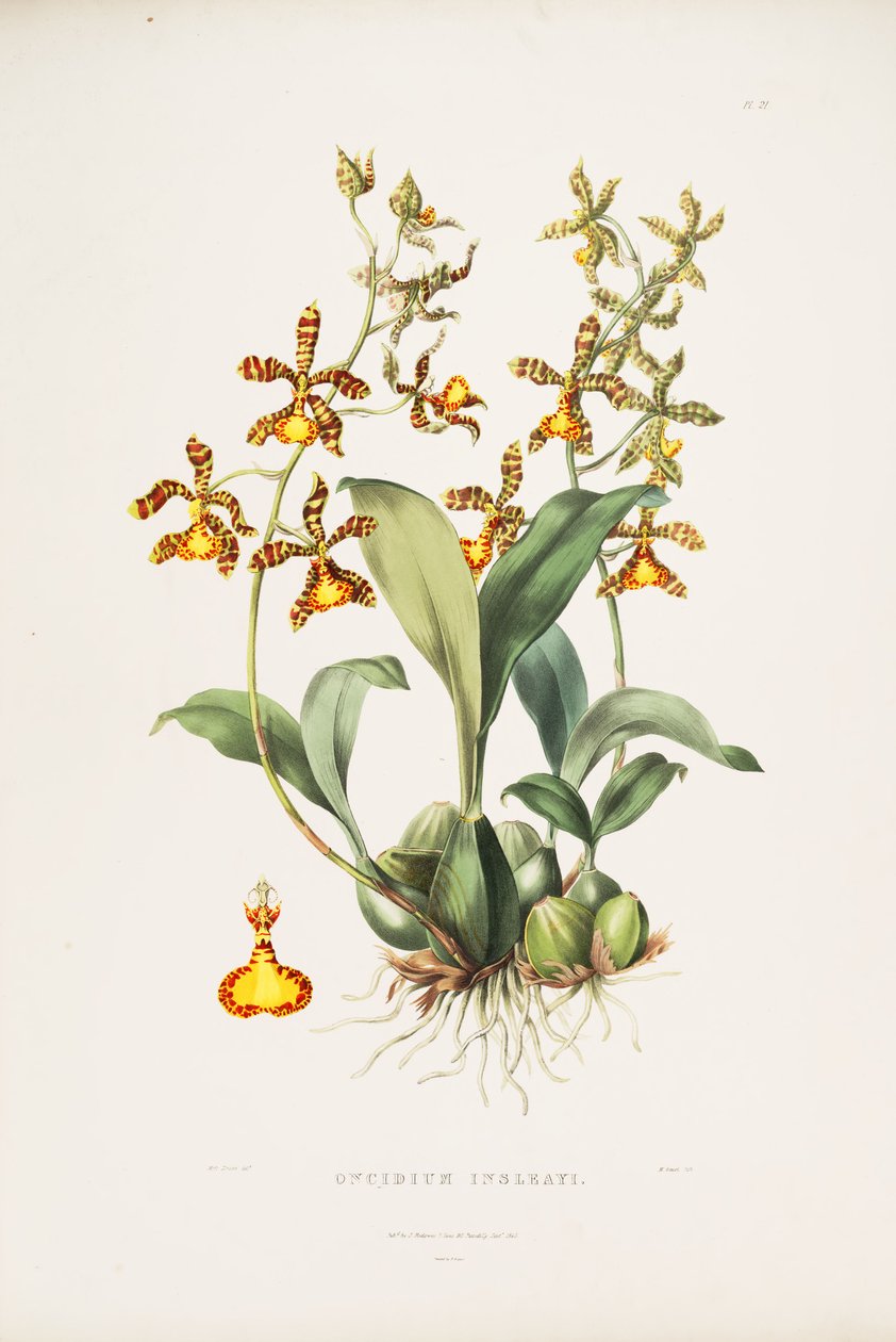 Rossioglossum insleayi的插图（作为syn.Incidium insleayi） 作者 德雷克小姐