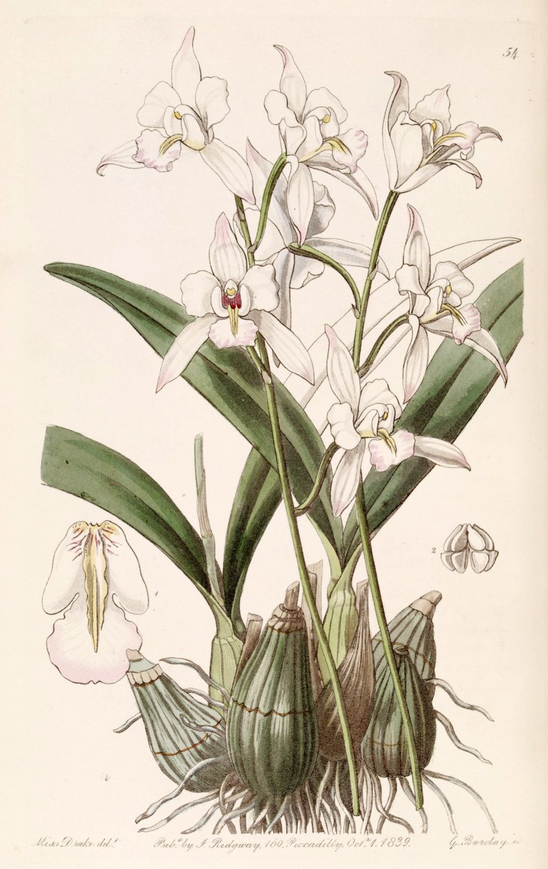 Laelia albida 作者 德雷克小姐
