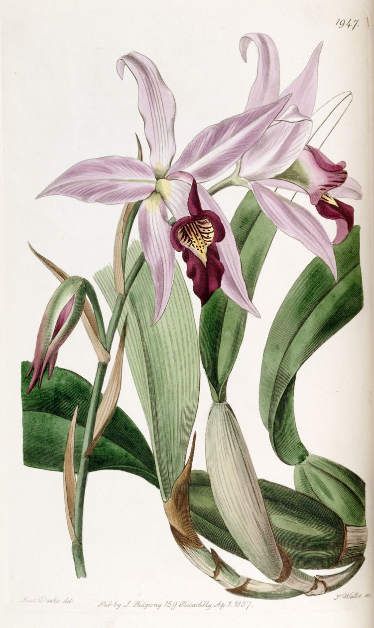 Laelia（SYN。Laelia SSP。Barkeriana） 作者 德雷克小姐