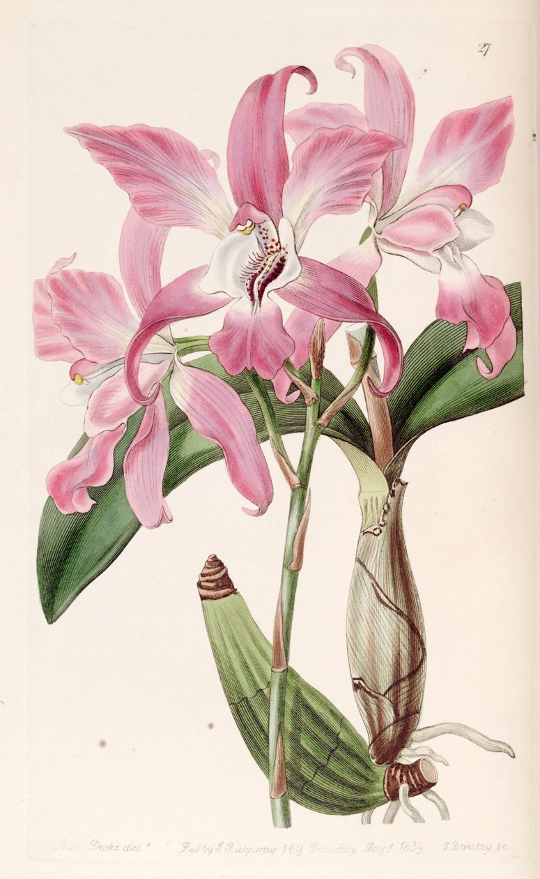 Laelia autumnalis 作者 德雷克小姐