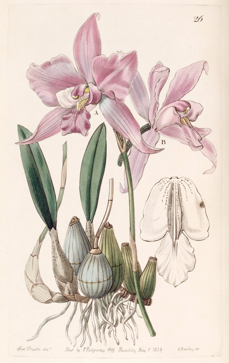 Laelia furfuracea 作者 德雷克小姐