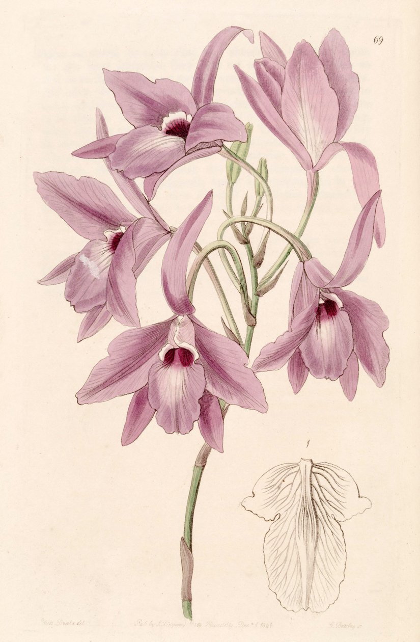 Laelia rubescens（同时为Laelia peduncularis） 作者 德雷克小姐