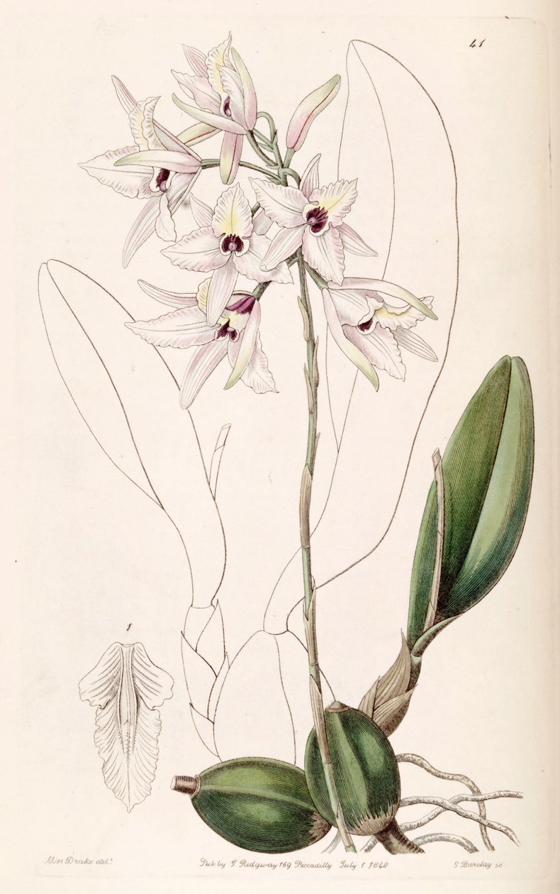 Laelia rubescens 作者 德雷克小姐