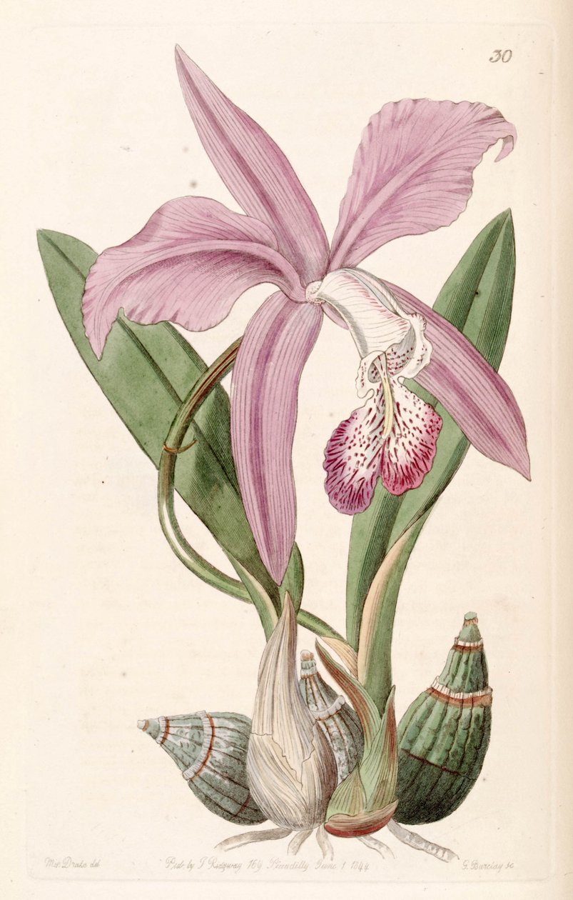 Laelia speciosa（as.Laelia majalis） 作者 德雷克小姐