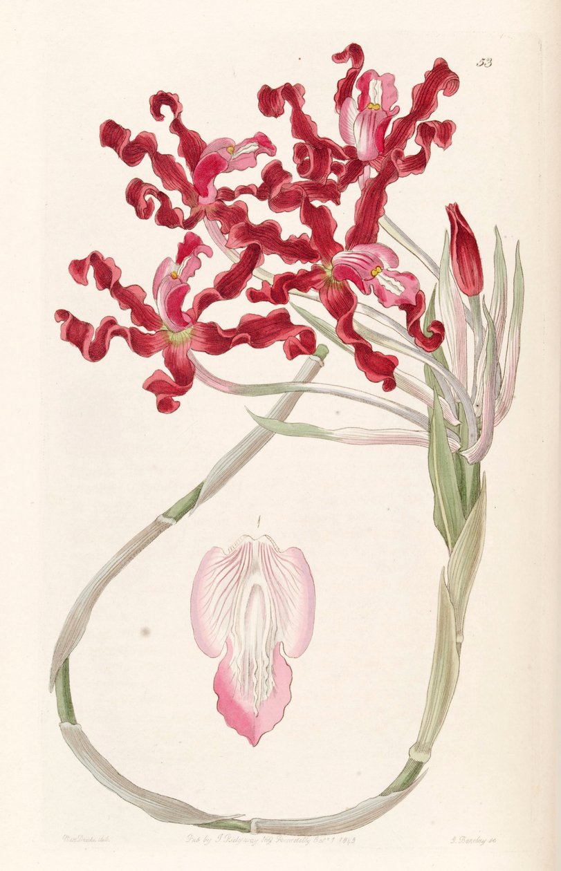 Laelia undulata（作为syn.Schomburgkia undulata） 作者 德雷克小姐