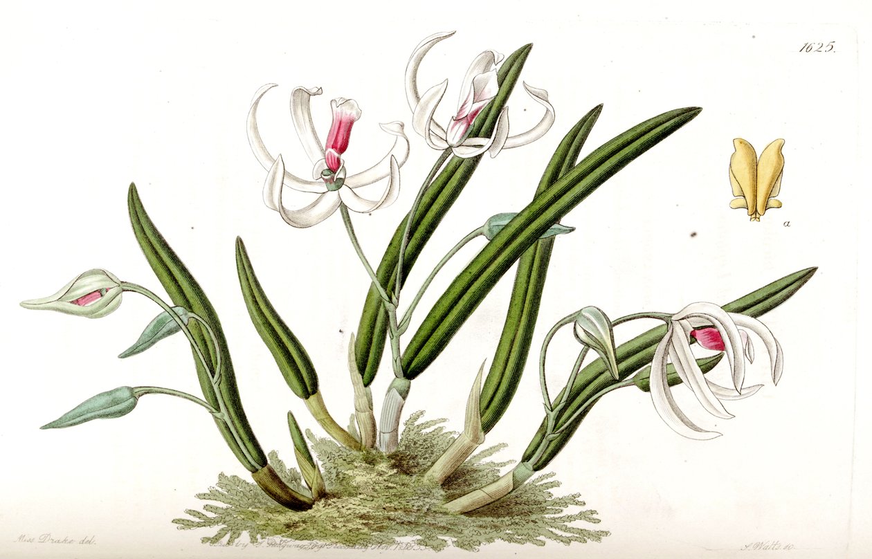 Leptotes bicolor 作者 德雷克小姐
