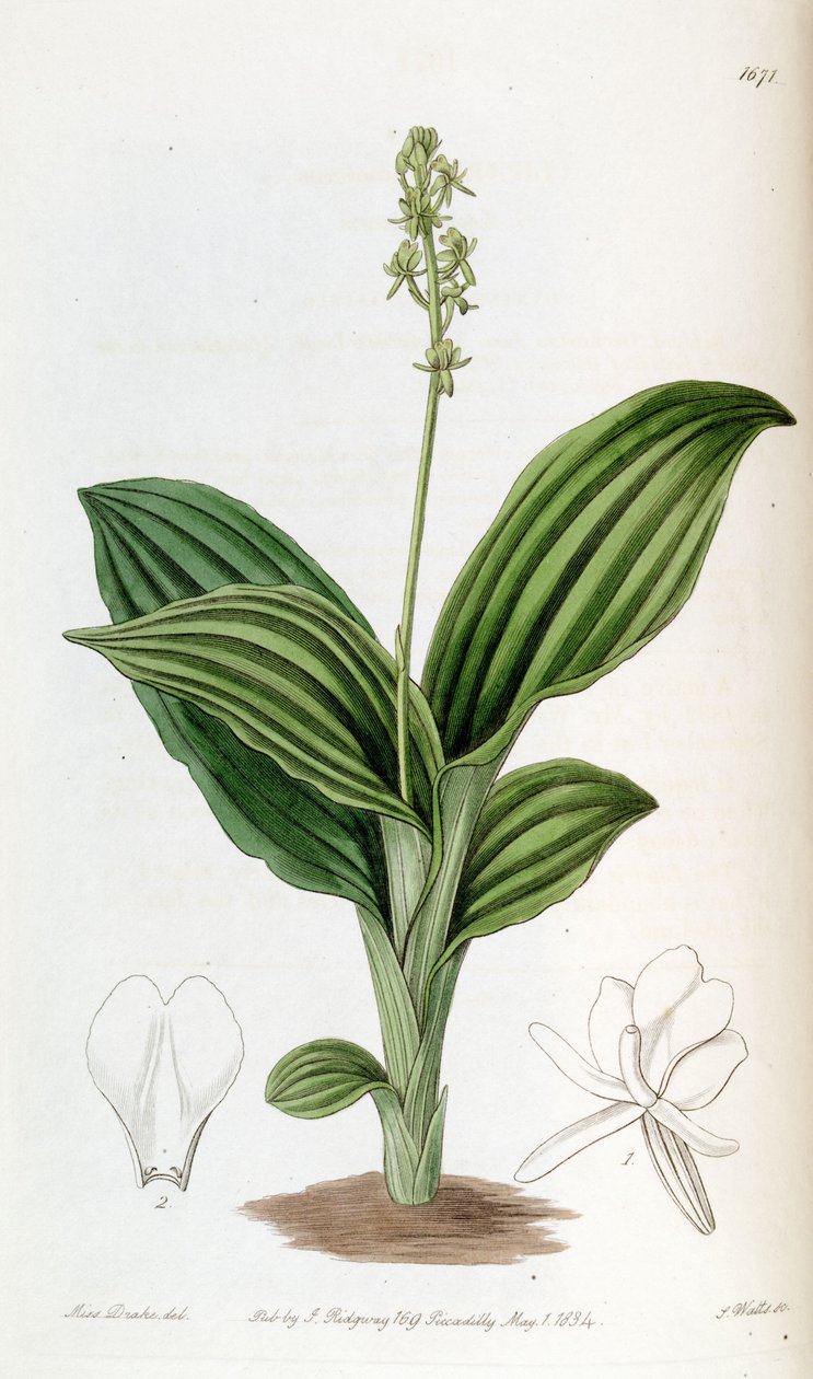 Liparis nervosa ssp。 nervosa（as.Liparis guineensis） 作者 德雷克小姐
