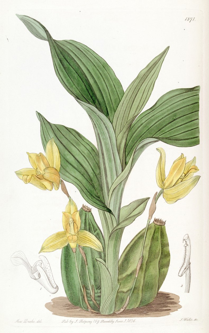 Lycaste aromatica（as syn.Maxillaria aromatica） 作者 德雷克小姐