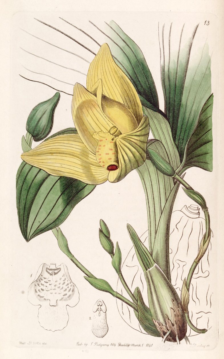 Lycaste cruenta（作为syn.Maxillaria cruenta） 作者 德雷克小姐
