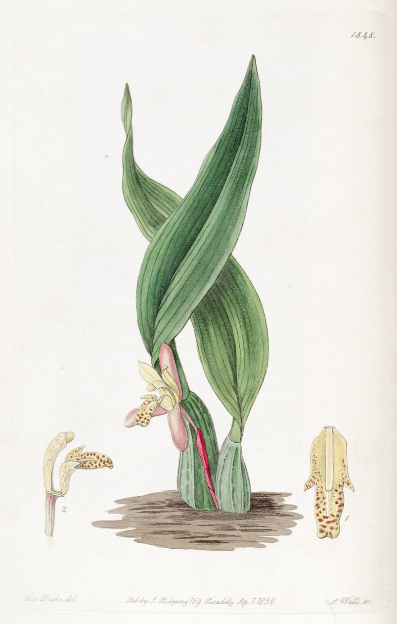 Maxillaria rufescens 作者 德雷克小姐