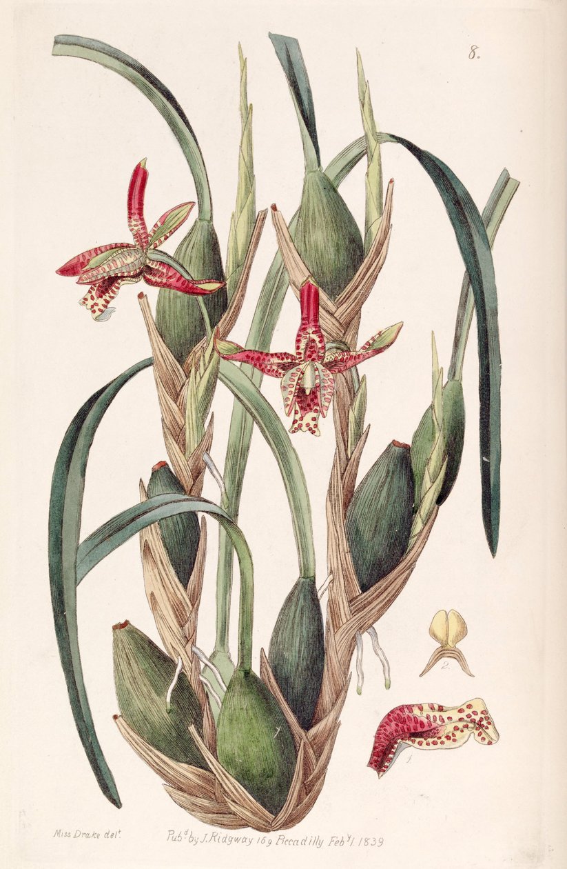 Maxillaria tenuifolia或Maxillariella tenuifolia 作者 德雷克小姐