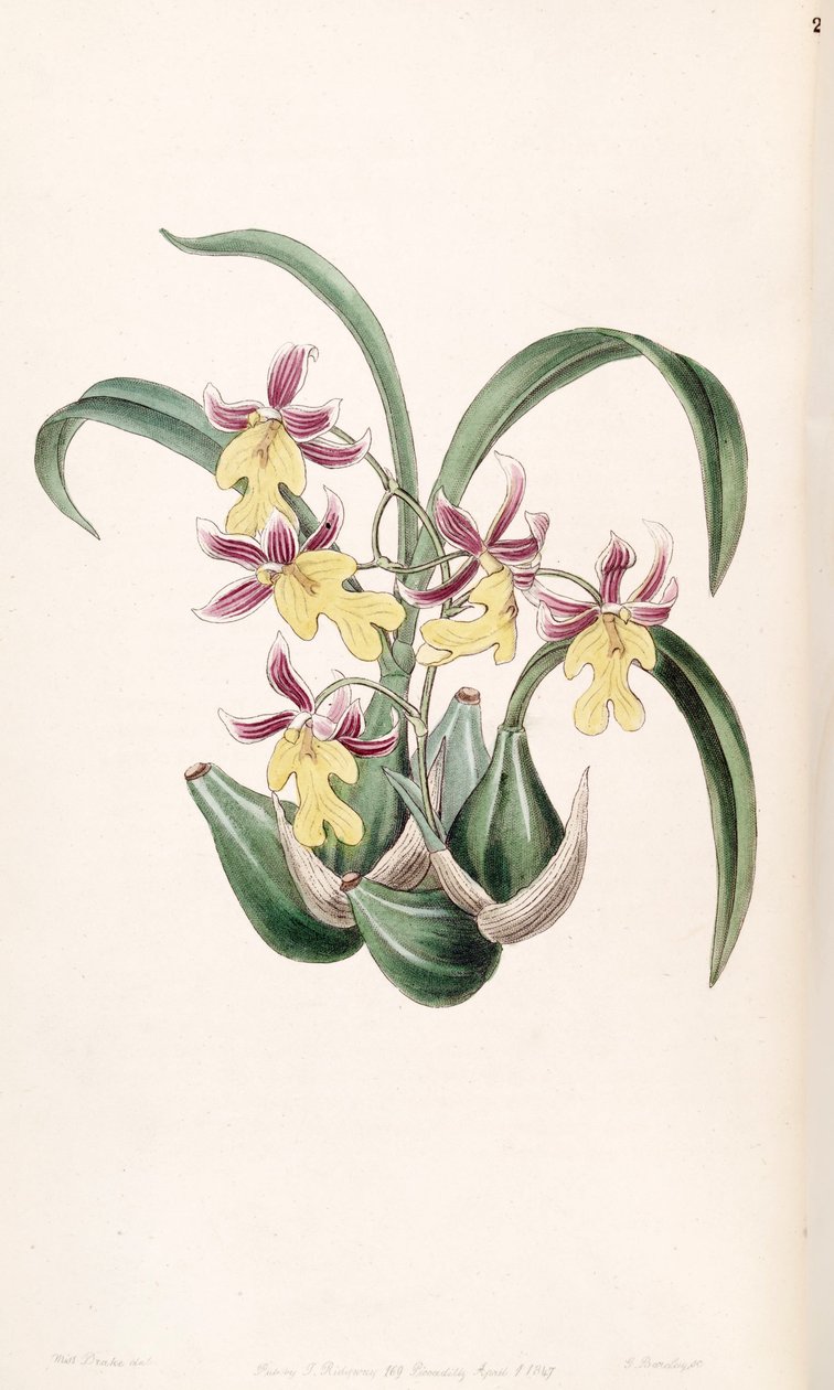 Ghiesbreghtian Mexicano（as.Odontoglossum warneri var.Purpuratum） 作者 德雷克小姐
