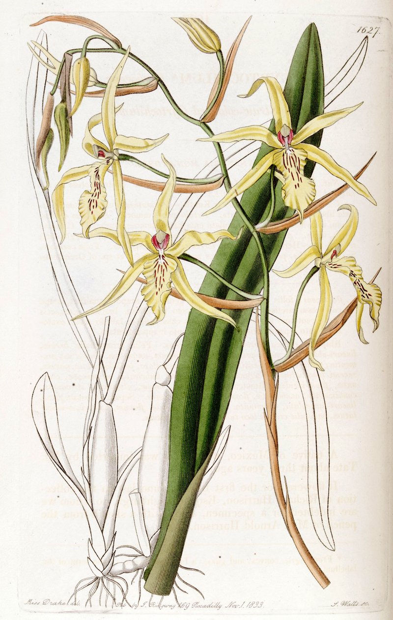 Miltonia flavescens（作为syn.Cyrtochilum flavescens） 作者 德雷克小姐