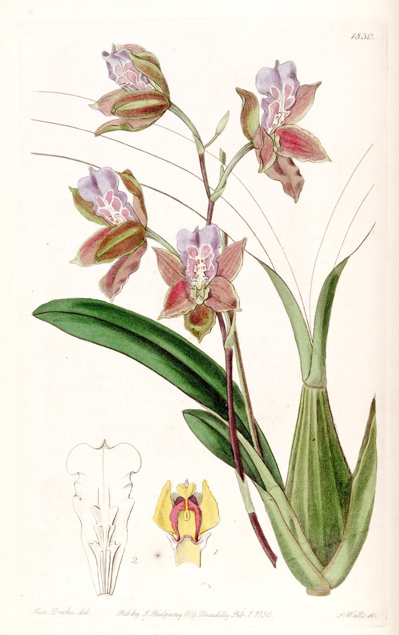 Miltonia russelliana（作为syn.Oncidium russellianum&39;） 作者 德雷克小姐